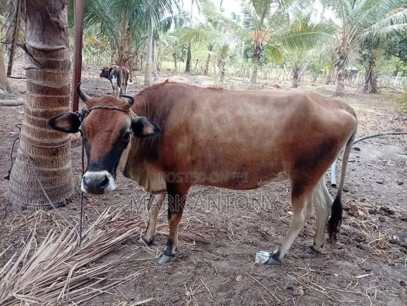 கன்னி பசு