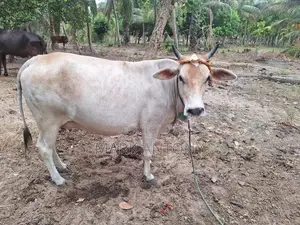 கன்னி பசு