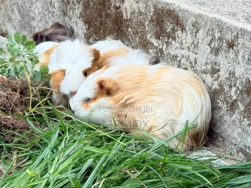 Long Hair Guinea Pig