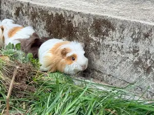 Long Hair Guinea Pig