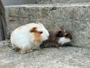 Long Hair Guinea Pig