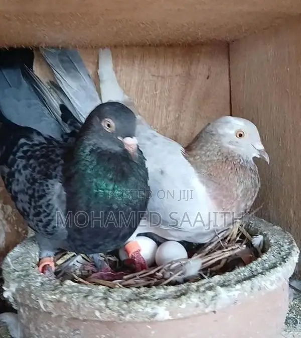 Pigeon