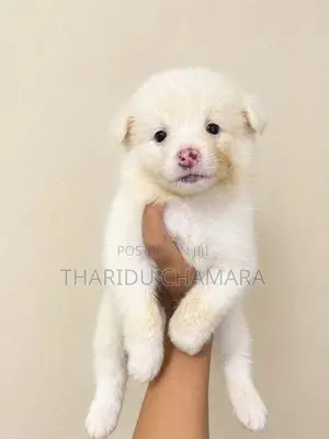 Pomeranian Puppies