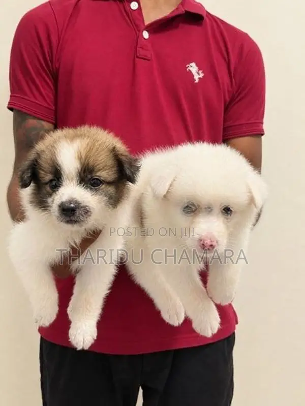 Pomeranian Puppies