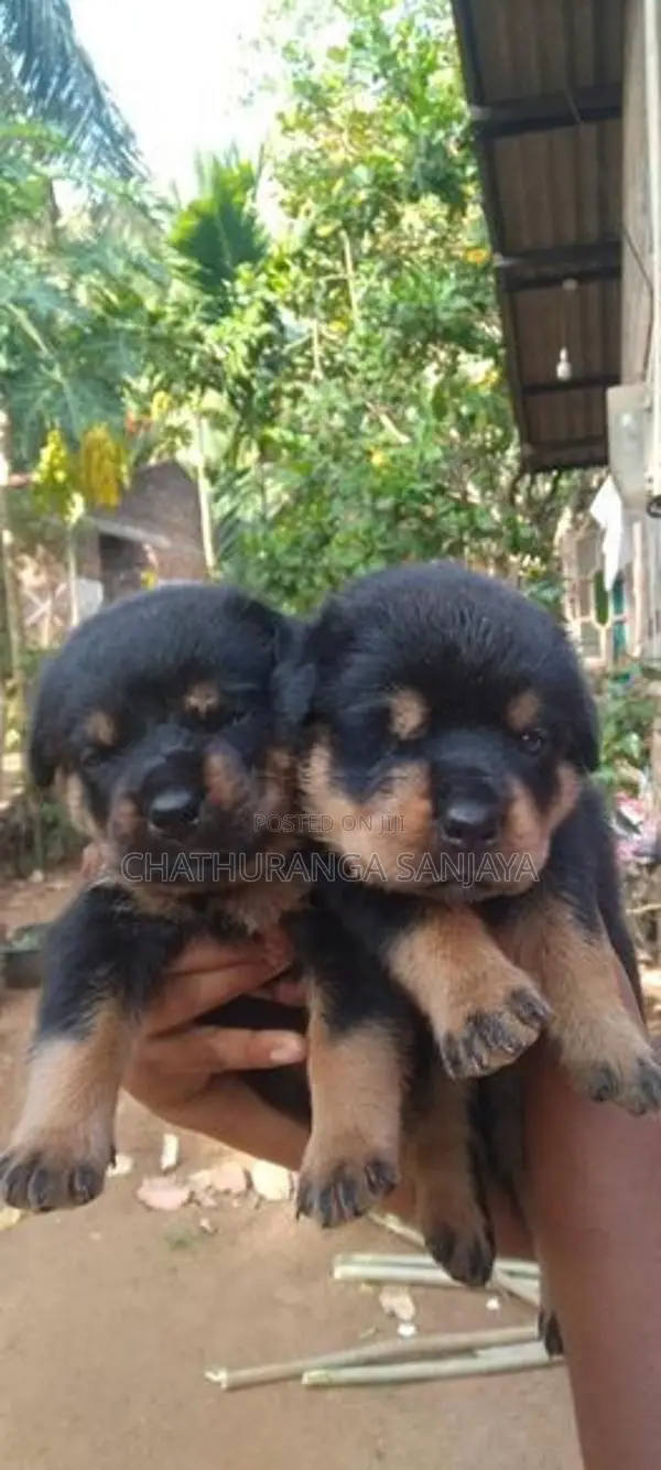 Rottweiler Puppy