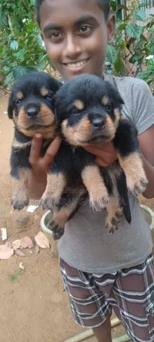 Rottweiler Puppy