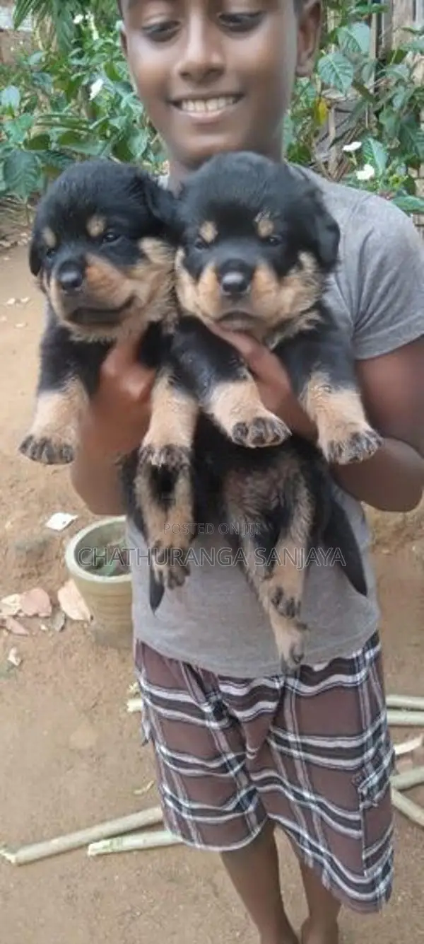 Rottweiler Puppy