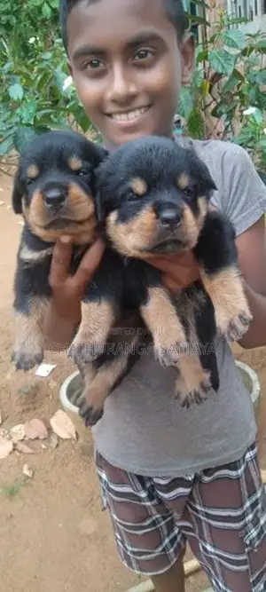 Rottweiler Puppy