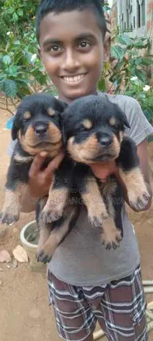 Rottweiler Puppy