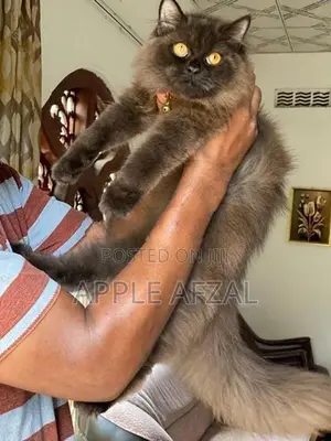 British Longhair
