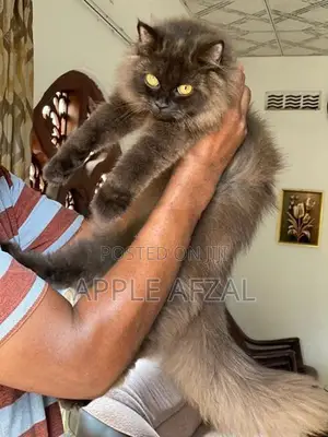 British Longhair