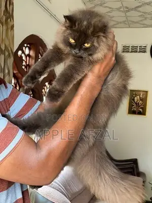 British Longhair