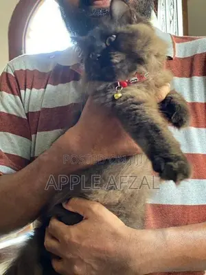 British Longhair