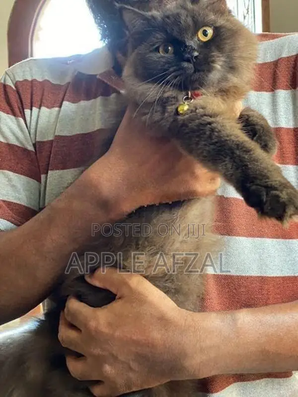 British Longhair