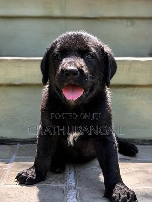 Black Labrador Retriever