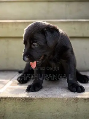 Black Labrador Retriever