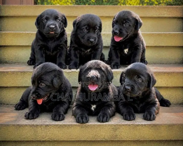 Black Labrador Retriever