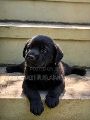 Black Labrador Retriever