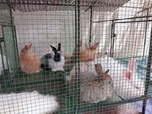සරතල් හා පැටවූ