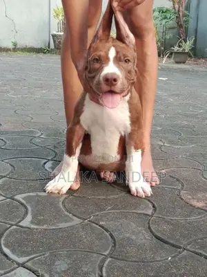American Bully
