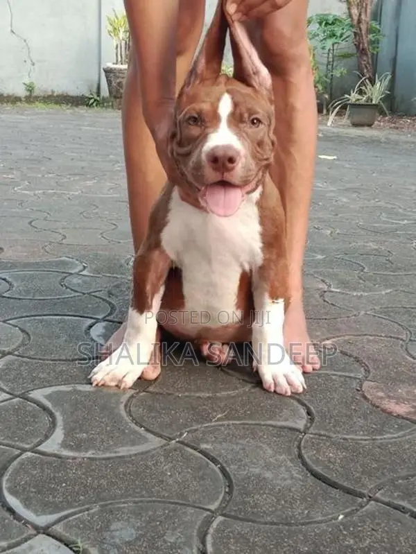 American Bully
