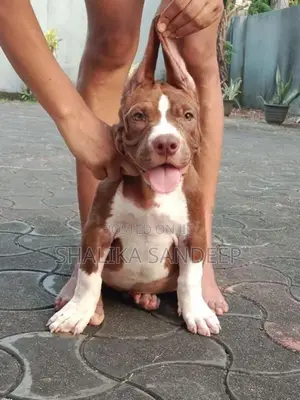 American Bully