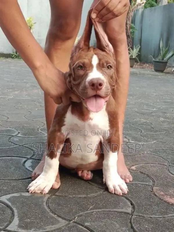 American Bully