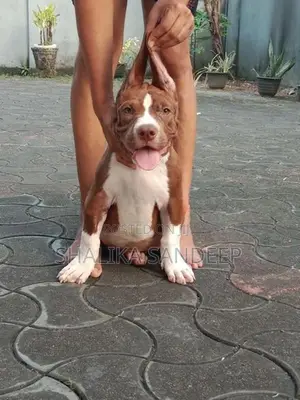 American Bully