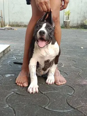 American Bully