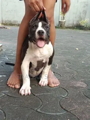 American Bully