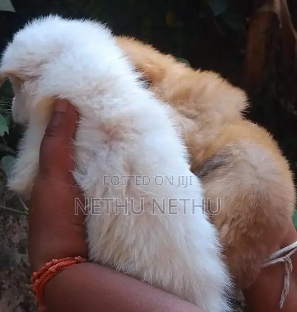 Pomeranian Puppy