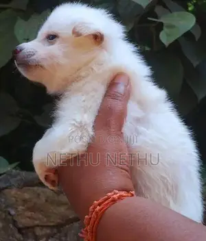 Pomeranian Puppy