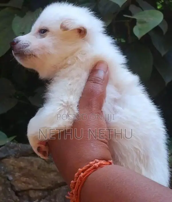 Pomeranian Puppy