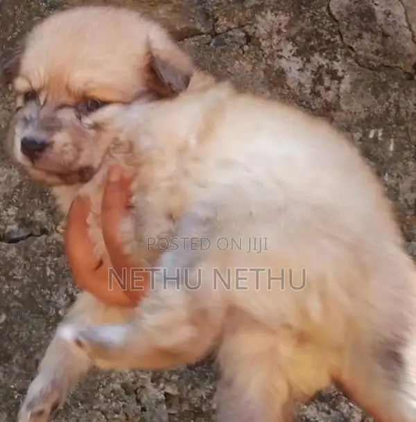 Pomeranian Puppy
