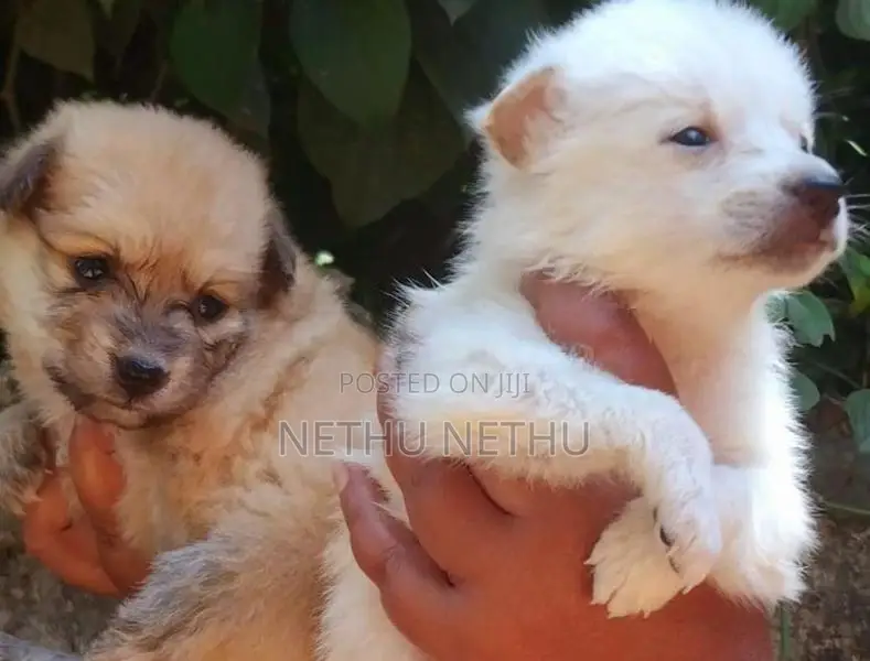 Pomeranian Puppy