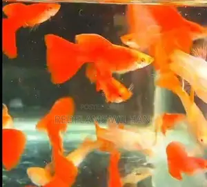 Albino Full Red Guppy