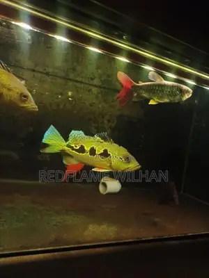 Orinoco Peacock Bass