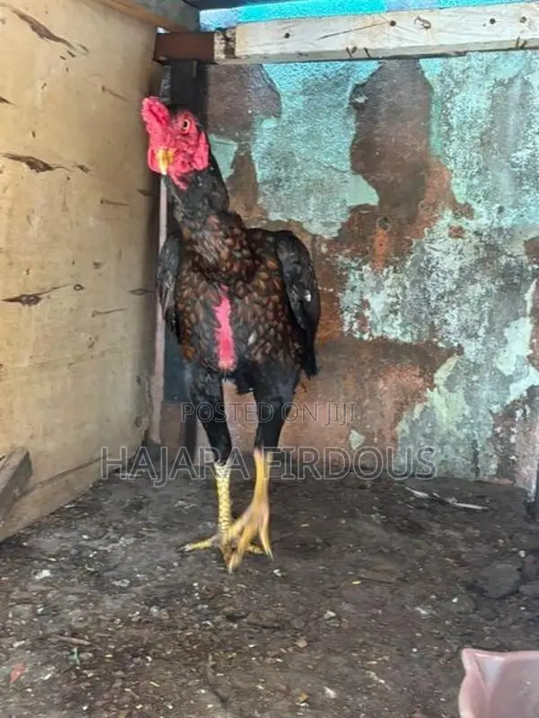 Rooster