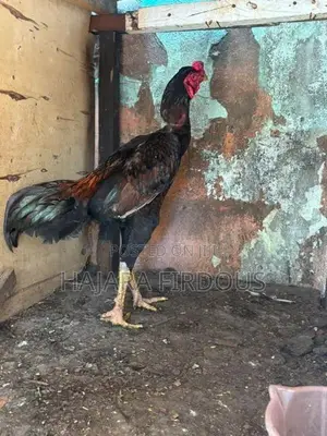 Rooster