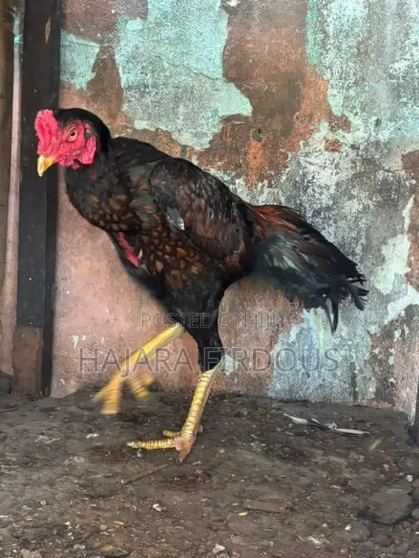 Rooster