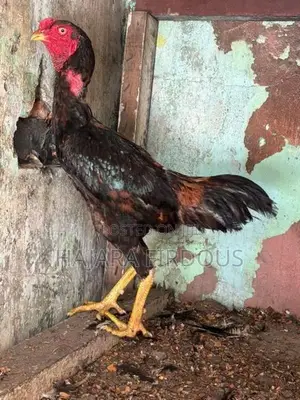Rooster