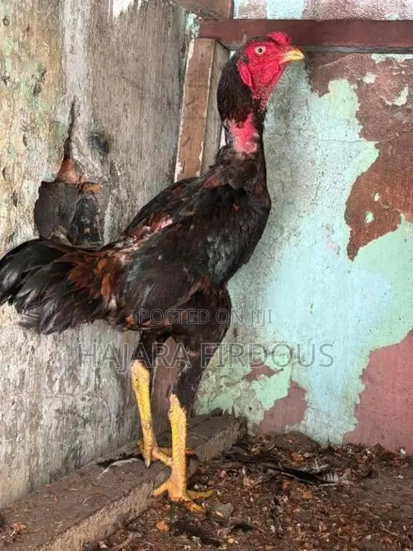 Rooster
