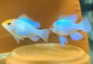 Powder Blue Ramirezi