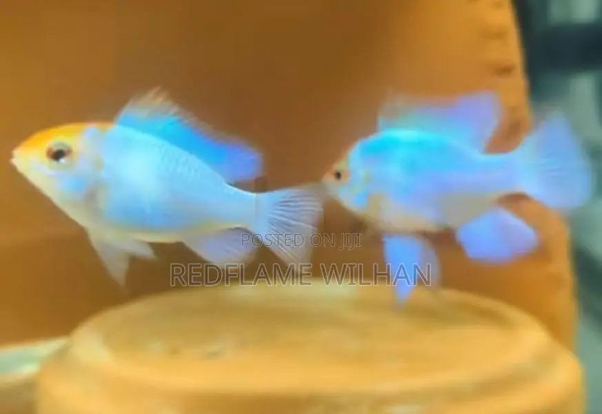 Powder Blue Ramirezi