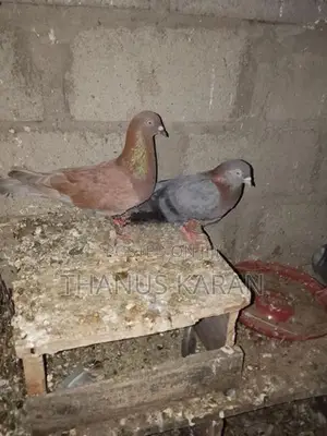 Indian Pigeon