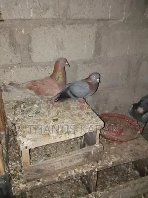 Indian Pigeon