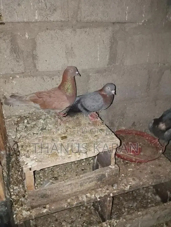 Indian Pigeon