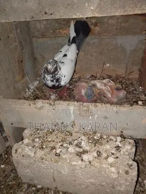 Timing Pigeons