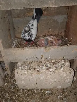 Timing Pigeons