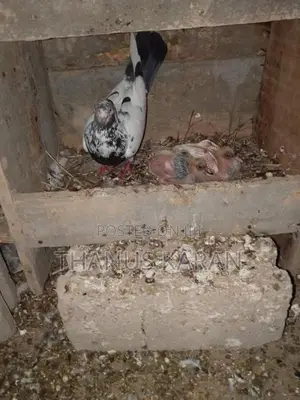 Timing Pigeons